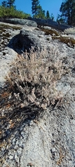 Eriogonum wrightii