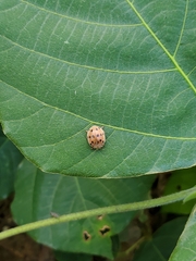 Epilachna varivestis