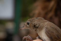 Luscinia megarhynchos