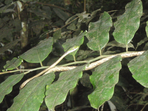 Thelotornis usambaricus