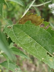 Calycomyza
