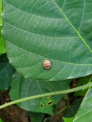 Epilachna varivestis