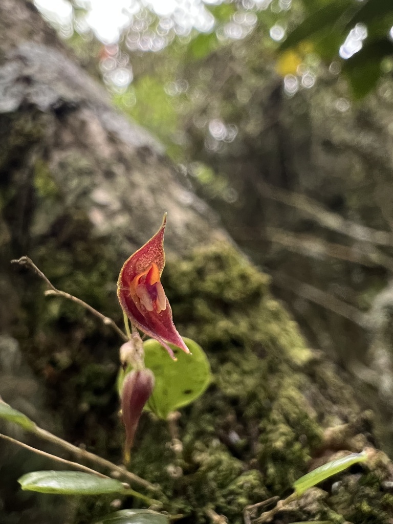 Lepanthes clausa
