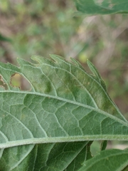 Calycomyza
