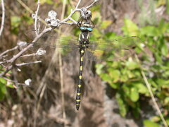 Cordulegaster dorsalis