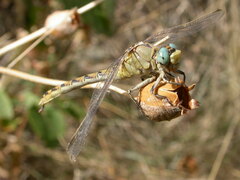 Ophiogomphus severus