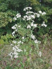 Calycomyza
