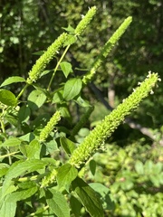 Agastache nepetoides