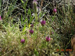Trifolium purpureum