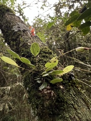 Lepanthes clausa