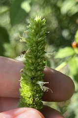 Agastache nepetoides