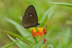 Euploea tulliolus koxinga
