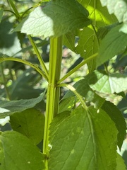 Agastache nepetoides