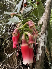 Macleania rupestris