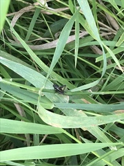 Eunemobius carolinus