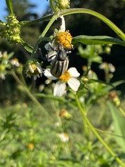 Diaprepes abbreviatus