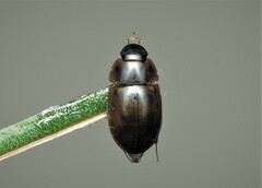 Enochrus ochropterus
