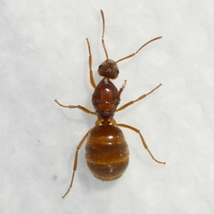 Prenolepis imparis