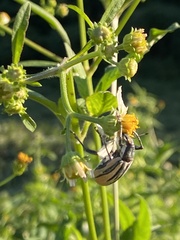 Diaprepes abbreviatus