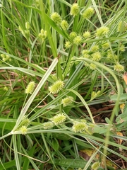 Cyperus retrorsus
