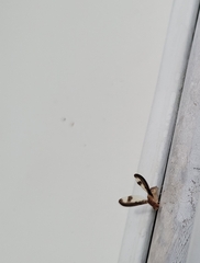 Toxonevra superba