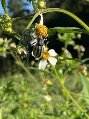 Diaprepes abbreviatus