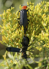 Lytta vulnerata