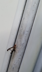 Toxonevra superba