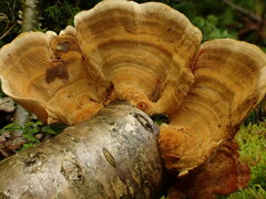 Stereum subtomentosum