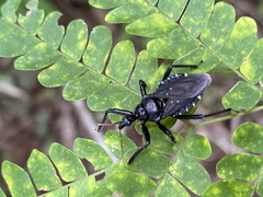 Apiomerus longispinis