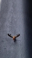 Toxonevra superba