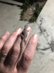 Christinus marmoratus