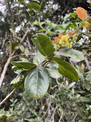 Xylosma spiculifera