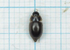 Enochrus ochropterus