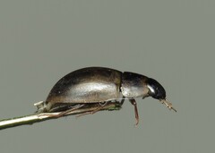 Enochrus ochropterus