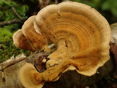 Stereum subtomentosum