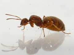 Prenolepis imparis