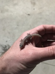 Christinus marmoratus