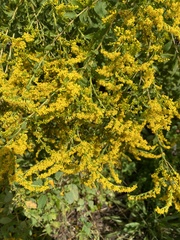 Solidago