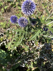 Echinops bannaticus