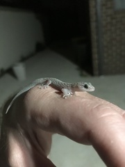 Christinus marmoratus