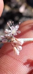 Eriogonum wrightii