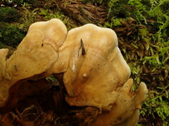 Stereum subtomentosum