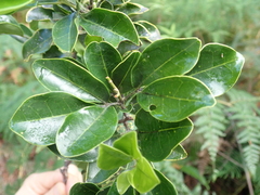 Comptonella drupacea