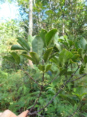 Comptonella drupacea