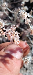 Eriogonum wrightii