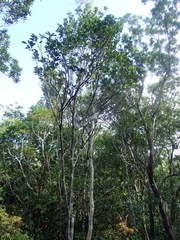 Comptonella drupacea