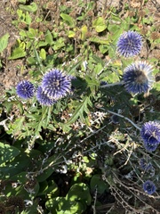 Echinops bannaticus