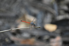 Lathrecista asiatica