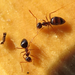 Prenolepis imparis